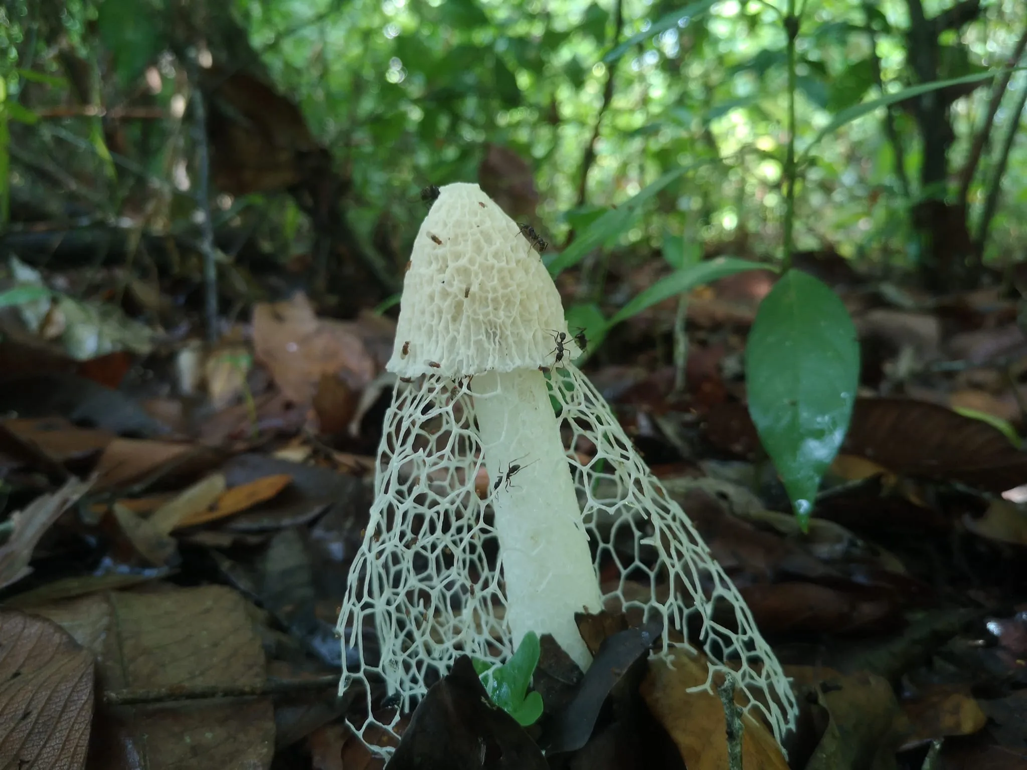 Producción de Setas Comestibles Madre Tierra​