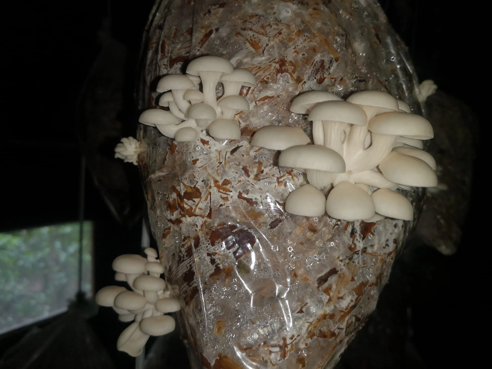 Producción de Setas Comestibles Madre Tierra​