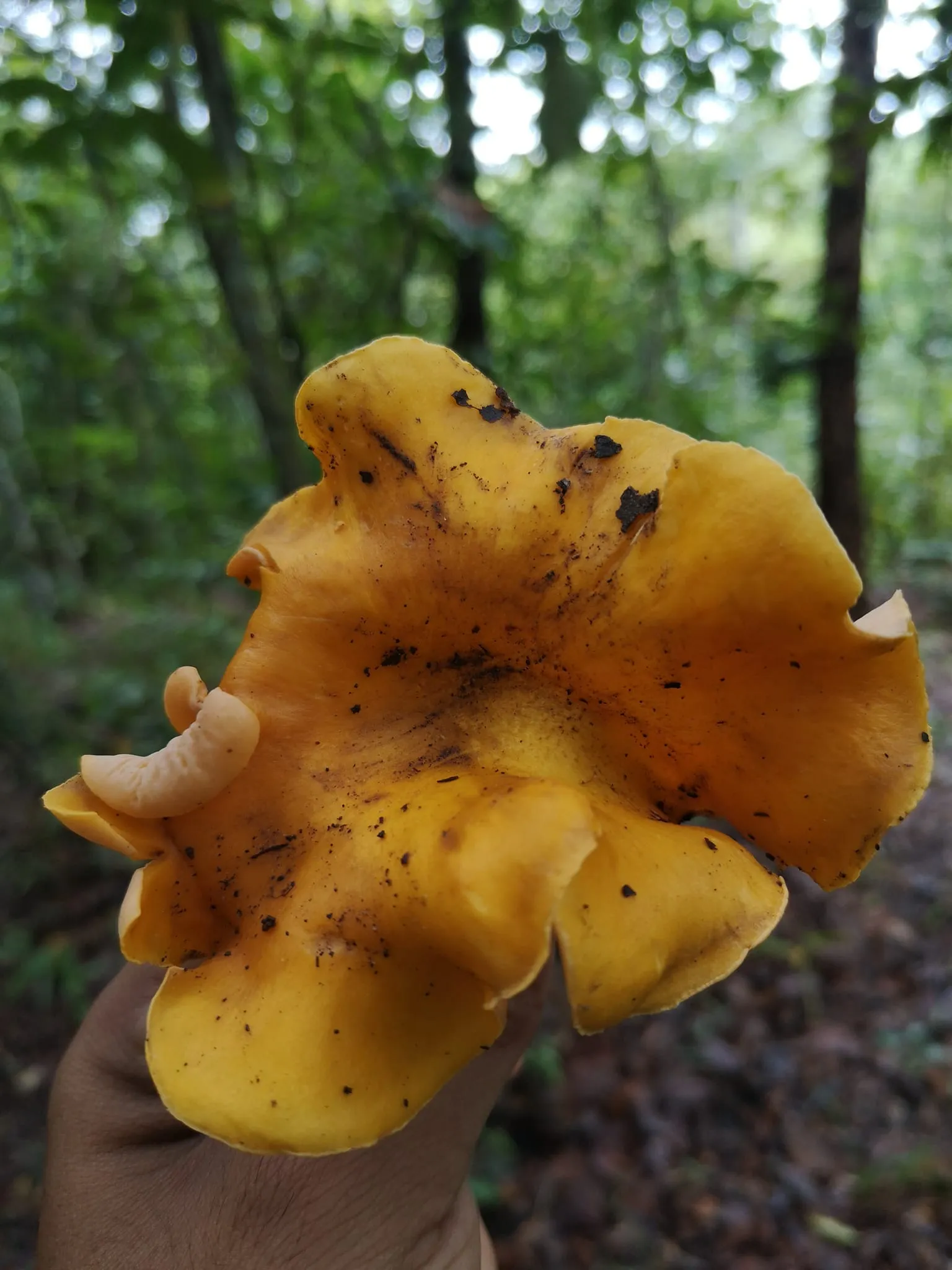 Producción de Setas Comestibles Madre Tierra​