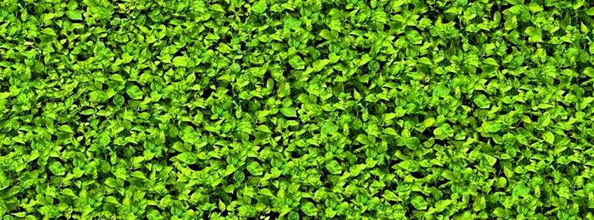 Invernadero del Tesechoacán