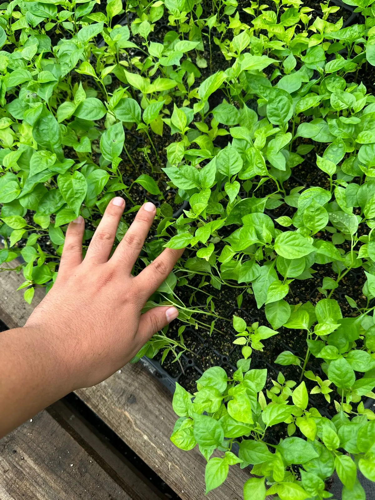 Invernadero del Tesechoacán