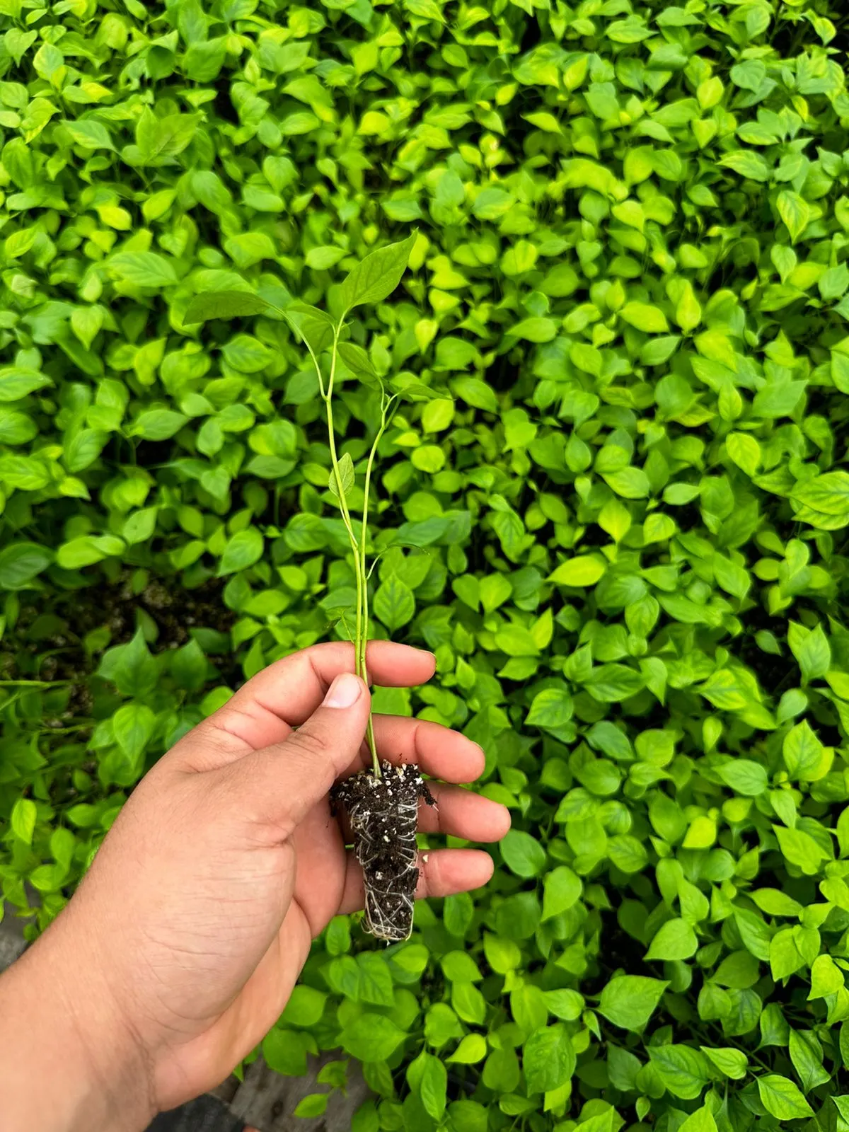 Invernadero del Tesechoacán