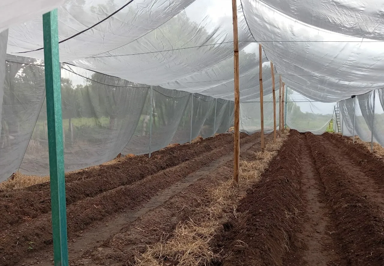 Invernadero Hidropónico Nueva Era