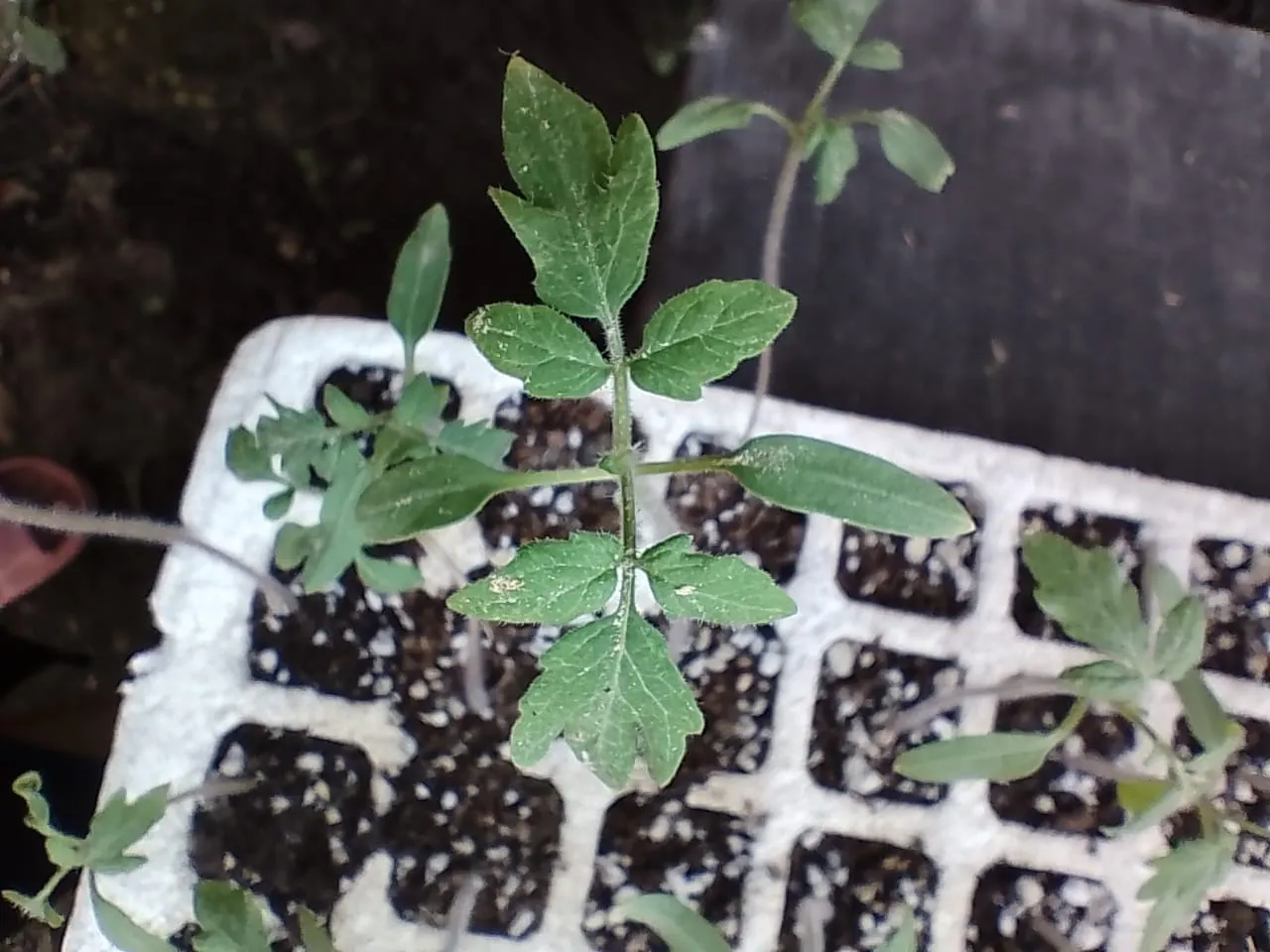 Invernadero Hidropónico Nueva Era