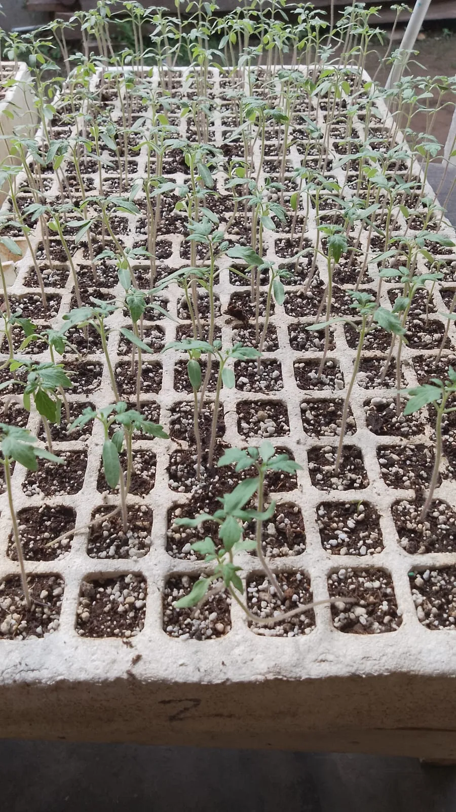 Invernadero Hidropónico Nueva Era